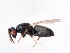  (Tetrastichus bledius - BC-ZSM-HYM-22526-F01)  @14 [ ] CreativeCommons - Attribution Non-Commercial Share-Alike (2014) Stefan Schmidt SNSB, Zoologische Staatssammlung Muenchen