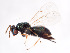  ( - BC-ZSM-HYM-22526-F02)  @12 [ ] CreativeCommons - Attribution Non-Commercial Share-Alike (2014) Stefan Schmidt SNSB, Zoologische Staatssammlung Muenchen