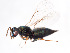  ( - BC-ZSM-HYM-22526-F05)  @12 [ ] CreativeCommons - Attribution Non-Commercial Share-Alike (2014) Stefan Schmidt SNSB, Zoologische Staatssammlung Muenchen