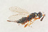  ( - BC-ZSM-HYM-22527-A09)  @11 [ ] CreativeCommons - Attribution Non-Commercial Share-Alike (2014) Stefan Schmidt SNSB, Zoologische Staatssammlung Muenchen