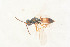  ( - BC-ZSM-HYM-22527-B02)  @12 [ ] CreativeCommons - Attribution Non-Commercial Share-Alike (2014) Stefan Schmidt SNSB, Zoologische Staatssammlung Muenchen