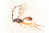  ( - BC-ZSM-HYM-22527-B08)  @13 [ ] CreativeCommons - Attribution Non-Commercial Share-Alike (2014) Stefan Schmidt SNSB, Zoologische Staatssammlung Muenchen