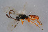  ( - BC-ZSM-HYM-22527-F07)  @13 [ ] CreativeCommons - Attribution Non-Commercial Share-Alike (2014) Stefan Schmidt SNSB, Zoologische Staatssammlung Muenchen