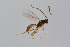  ( - BC-ZSM-HYM-22527-F09)  @13 [ ] CreativeCommons - Attribution Non-Commercial Share-Alike (2014) Stefan Schmidt SNSB, Zoologische Staatssammlung Muenchen