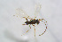  ( - BC-ZSM-HYM-22590-A09)  @12 [ ] CreativeCommons - Attribution Non-Commercial Share-Alike (2015) Stefan Schmidt SNSB, Zoologische Staatssammlung Muenchen