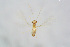  ( - BC-ZSM-HYM-22591-D10)  @12 [ ] CreativeCommons - Attribution Non-Commercial Share-Alike (2015) Stefan Schmidt SNSB, Zoologische Staatssammlung Muenchen