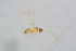  ( - BC-ZSM-HYM-22591-H06)  @12 [ ] CreativeCommons - Attribution Non-Commercial Share-Alike (2015) Stefan Schmidt SNSB, Zoologische Staatssammlung Muenchen