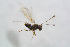  ( - BC-ZSM-HYM-22591-H08)  @12 [ ] CreativeCommons - Attribution Non-Commercial Share-Alike (2015) Stefan Schmidt SNSB, Zoologische Staatssammlung Muenchen