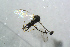  ( - BC-ZSM-HYM-23870-E05)  @12 [ ] CreativeCommons - Attribution Non-Commercial Share-Alike (2015) Stefan Schmidt SNSB, Zoologische Staatssammlung Muenchen