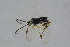  ( - BC-ZSM-HYM-23870-F09)  @12 [ ] CreativeCommons - Attribution Non-Commercial Share-Alike (2015) Stefan Schmidt SNSB, Zoologische Staatssammlung Muenchen