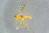  ( - BC-ZSM-HYM-23871-A08)  @12 [ ] CreativeCommons - Attribution Non-Commercial Share-Alike (2015) Stefan Schmidt SNSB, Zoologische Staatssammlung Muenchen