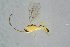  ( - BC-ZSM-HYM-23871-C11)  @13 [ ] CreativeCommons - Attribution Non-Commercial Share-Alike (2015) Stefan Schmidt SNSB, Zoologische Staatssammlung Muenchen