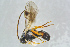  ( - BC-ZSM-HYM-23871-G11)  @11 [ ] CreativeCommons - Attribution Non-Commercial Share-Alike (2015) Stefan Schmidt SNSB, Zoologische Staatssammlung Muenchen