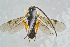  (Microplitis strenuus - BC-ZSM-HYM-23871-H01)  @14 [ ] CreativeCommons - Attribution Non-Commercial Share-Alike (2015) Stefan Schmidt SNSB, Zoologische Staatssammlung Muenchen