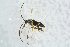  ( - BC-ZSM-HYM-23871-H10)  @12 [ ] CreativeCommons - Attribution Non-Commercial Share-Alike (2015) Stefan Schmidt SNSB, Zoologische Staatssammlung Muenchen