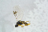  ( - BC-ZSM-HYM-23872-A02)  @13 [ ] CreativeCommons - Attribution Non-Commercial Share-Alike (2015) Stefan Schmidt SNSB, Zoologische Staatssammlung Muenchen