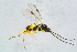  ( - BC-ZSM-HYM-23872-A06)  @13 [ ] CreativeCommons - Attribution Non-Commercial Share-Alike (2015) Stefan Schmidt SNSB, Zoologische Staatssammlung Muenchen