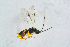  ( - BC-ZSM-HYM-23872-A07)  @13 [ ] CreativeCommons - Attribution Non-Commercial Share-Alike (2015) Stefan Schmidt SNSB, Zoologische Staatssammlung Muenchen