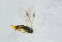  ( - BC-ZSM-HYM-23872-A09)  @12 [ ] CreativeCommons - Attribution Non-Commercial Share-Alike (2015) Stefan Schmidt SNSB, Zoologische Staatssammlung Muenchen