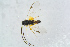  (Glyptapanteles liparidis - BC-ZSM-HYM-23872-A12)  @14 [ ] CreativeCommons - Attribution Non-Commercial Share-Alike (2015) Stefan Schmidt SNSB, Zoologische Staatssammlung Muenchen