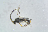  ( - BC-ZSM-HYM-23872-B07)  @12 [ ] CreativeCommons - Attribution Non-Commercial Share-Alike (2015) Stefan Schmidt SNSB, Zoologische Staatssammlung Muenchen