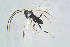  ( - BC-ZSM-HYM-23872-B08)  @12 [ ] CreativeCommons - Attribution Non-Commercial Share-Alike (2015) Stefan Schmidt SNSB, Zoologische Staatssammlung Muenchen