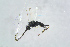  ( - BC-ZSM-HYM-23872-B11)  @12 [ ] CreativeCommons - Attribution Non-Commercial Share-Alike (2015) Stefan Schmidt SNSB, Zoologische Staatssammlung Muenchen