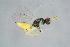  ( - BC-ZSM-HYM-23872-D01)  @13 [ ] CreativeCommons - Attribution Non-Commercial Share-Alike (2015) Stefan Schmidt SNSB, Zoologische Staatssammlung Muenchen