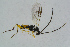  ( - BC-ZSM-HYM-23872-F09)  @13 [ ] CreativeCommons - Attribution Non-Commercial Share-Alike (2015) Stefan Schmidt SNSB, Zoologische Staatssammlung Muenchen