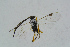  ( - BC-ZSM-HYM-23872-F10)  @12 [ ] CreativeCommons - Attribution Non-Commercial Share-Alike (2015) Stefan Schmidt SNSB, Zoologische Staatssammlung Muenchen