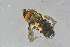  ( - BC-ZSM-HYM-23872-H10)  @12 [ ] CreativeCommons - Attribution Non-Commercial Share-Alike (2015) Stefan Schmidt SNSB, Zoologische Staatssammlung Muenchen