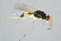  ( - BC-ZSM-HYM-23873-B09)  @13 [ ] CreativeCommons - Attribution Non-Commercial Share-Alike (2015) Stefan Schmidt SNSB, Zoologische Staatssammlung Muenchen