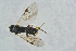  ( - BC-ZSM-HYM-23873-E06)  @12 [ ] CreativeCommons - Attribution Non-Commercial Share-Alike (2015) Stefan Schmidt SNSB, Zoologische Staatssammlung Muenchen