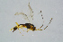  ( - BC-ZSM-HYM-23873-E07)  @12 [ ] CreativeCommons - Attribution Non-Commercial Share-Alike (2015) Stefan Schmidt SNSB, Zoologische Staatssammlung Muenchen