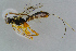  ( - BC-ZSM-HYM-23873-E08)  @13 [ ] CreativeCommons - Attribution Non-Commercial Share-Alike (2015) Stefan Schmidt SNSB, Zoologische Staatssammlung Muenchen