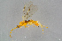  (Aleiodes gastritor agg - BC-ZSM-HYM-23873-E10)  @14 [ ] CreativeCommons - Attribution Non-Commercial Share-Alike (2015) Stefan Schmidt SNSB, Zoologische Staatssammlung Muenchen