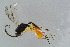 ( - BC-ZSM-HYM-23873-F04)  @13 [ ] CreativeCommons - Attribution Non-Commercial Share-Alike (2015) Stefan Schmidt SNSB, Zoologische Staatssammlung Muenchen