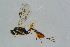  ( - BC-ZSM-HYM-23873-G06)  @13 [ ] CreativeCommons - Attribution Non-Commercial Share-Alike (2015) Stefan Schmidt SNSB, Zoologische Staatssammlung Muenchen
