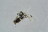  ( - BC-ZSM-HYM-23873-G09)  @12 [ ] CreativeCommons - Attribution Non-Commercial Share-Alike (2015) Stefan Schmidt SNSB, Zoologische Staatssammlung Muenchen