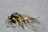  ( - BC-ZSM-HYM-23874-A12)  @12 [ ] CreativeCommons - Attribution Non-Commercial Share-Alike (2015) Stefan Schmidt SNSB, Zoologische Staatssammlung Muenchen