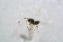  ( - BC-ZSM-HYM-24152-D06)  @13 [ ] CreativeCommons - Attribution Non-Commercial Share-Alike (2015) Stefan Schmidt SNSB, Zoologische Staatssammlung Muenchen