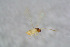  ( - BC-ZSM-HYM-24152-F10)  @12 [ ] CreativeCommons - Attribution Non-Commercial Share-Alike (2015) Stefan Schmidt SNSB, Zoologische Staatssammlung Muenchen