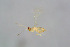  ( - BC-ZSM-HYM-24152-G05)  @12 [ ] CreativeCommons - Attribution Non-Commercial Share-Alike (2015) Stefan Schmidt SNSB, Zoologische Staatssammlung Muenchen