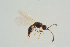 ( - BC-ZSM-HYM-25298-B01)  @14 [ ] CreativeCommons - Attribution Non-Commercial Share-Alike (2016) SNSB, Staatliche Naturwissenschaftliche Sammlungen Bayerns ZSM (SNSB, Zoologische Staatssammlung Muenchen)