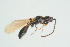  ( - BC-ZSM-HYM-25298-B12)  @11 [ ] CreativeCommons - Attribution Non-Commercial Share-Alike (2016) SNSB, Staatliche Naturwissenschaftliche Sammlungen Bayerns ZSM (SNSB, Zoologische Staatssammlung Muenchen)