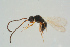  ( - BC-ZSM-HYM-25298-D07)  @12 [ ] CreativeCommons - Attribution Non-Commercial Share-Alike (2016) SNSB, Staatliche Naturwissenschaftliche Sammlungen Bayerns ZSM (SNSB, Zoologische Staatssammlung Muenchen)