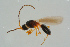  ( - BC-ZSM-HYM-25298-G10)  @12 [ ] CreativeCommons - Attribution Non-Commercial Share-Alike (2016) SNSB, Staatliche Naturwissenschaftliche Sammlungen Bayerns ZSM (SNSB, Zoologische Staatssammlung Muenchen)