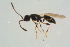  ( - BC-ZSM-HYM-25298-H07)  @12 [ ] CreativeCommons - Attribution Non-Commercial Share-Alike (2016) SNSB, Staatliche Naturwissenschaftliche Sammlungen Bayerns ZSM (SNSB, Zoologische Staatssammlung Muenchen)