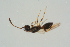  ( - BC-ZSM-HYM-25298-H11)  @12 [ ] CreativeCommons - Attribution Non-Commercial Share-Alike (2016) SNSB, Staatliche Naturwissenschaftliche Sammlungen Bayerns ZSM (SNSB, Zoologische Staatssammlung Muenchen)