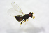  ( - BC-ZSM-HYM-25459-B10)  @12 [ ] CreativeCommons - Attribution Non-Commercial Share-Alike (2015) Stefan Schmidt SNSB, Zoologische Staatssammlung Muenchen